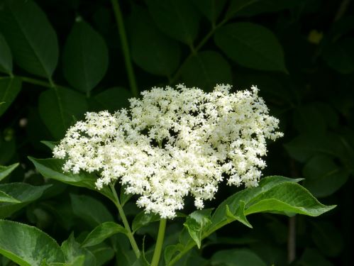 AWA herbs Černý bez květ 100g