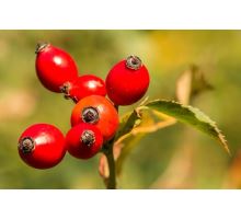 AWA herbs Šípek plod drcený 50g