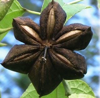 Znáte oříšky Sacha Inchi?