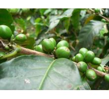 Green coffee